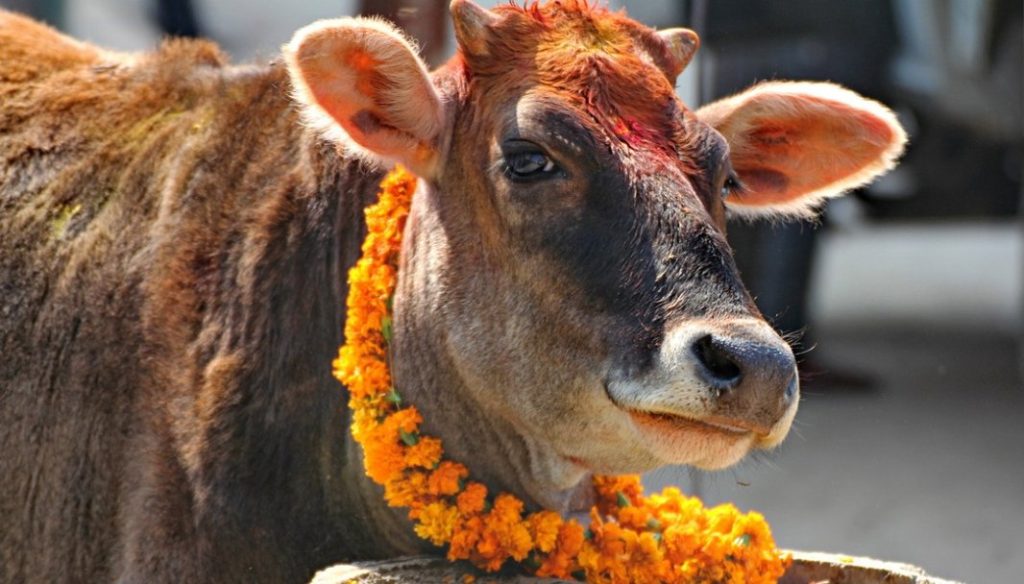 तिहार अन्तर्गत आज गोवर्द्धन पूजा गरिदैँ