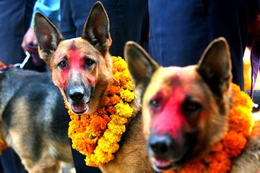 कुकुर तिहार पनि आजै, कुकुरलाई पूजा गरी खानेकुरा खुवाइँदै