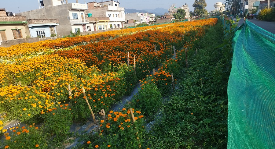 ढकमक्क फुल्न थाले तिहार लक्षित सयपत्री